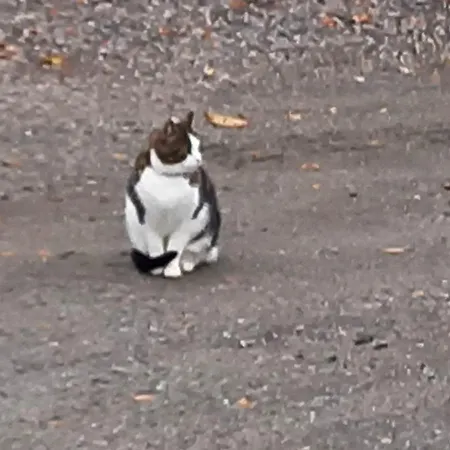 Im Land Der Lappen Pakatti Semesterbostad