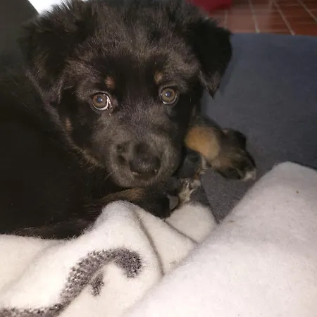 Дом отдыха Im Land Der Lappen Pakatti *